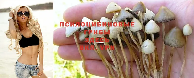 Галлюциногенные грибы MAGIC MUSHROOMS  купить наркотики цена  Тара 